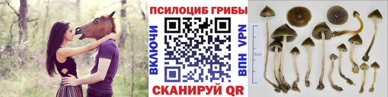 Галлюциногенные грибы MAGIC MUSHROOMS Новоузенск